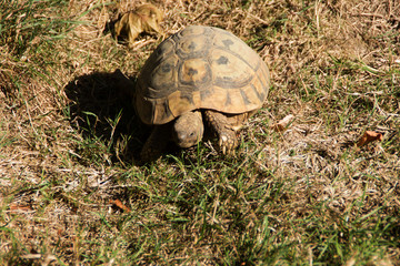 Eine griechische Landschildkröte