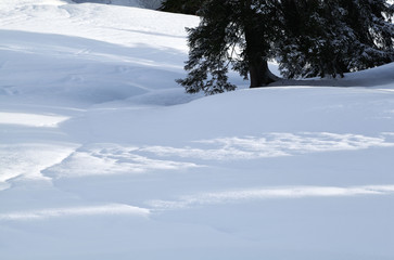 Fototapeta na wymiar sunlight on snow by big tree
