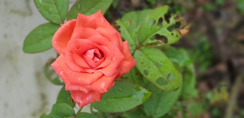 Red roses flower