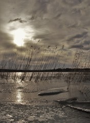 frozen lake snow and reeds