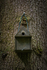 Bird house deep in the forest. Wild bird birdhouse.