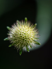 closeup of spiky flower