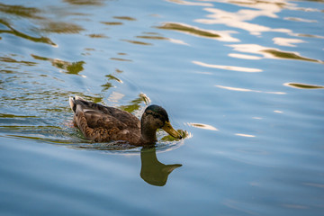 Ducks swimming in a lake of a park in Augsburg, Germany.