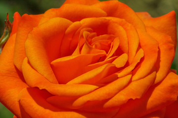 close up of orange rose flower in garden