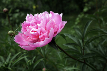 Pale pink peony flower on a green background.