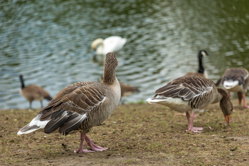 Birds near water