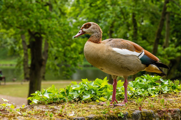 Bird on stone wall