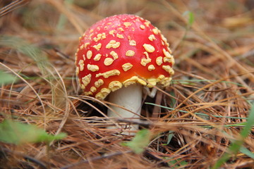 Amanita muscaria 