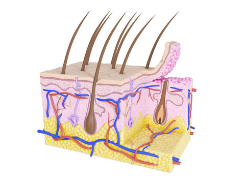 3d rendered medically accurate illustration of skin cross-section