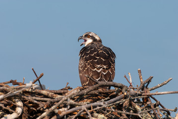Osprey on Nest on Sunny Day in Blue Sky