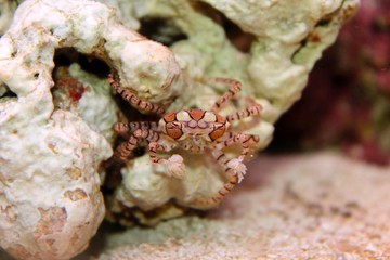 Pom Pom Crab