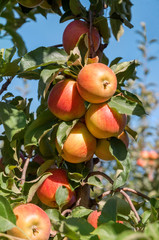 Ripe red apples on an apple branch in the garden. Apple tree with fruits.