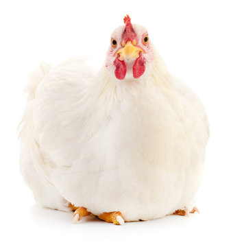 Fototapeta White hen isolated.