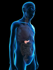 3d rendered medically accurate illustration of an old mans pancreas