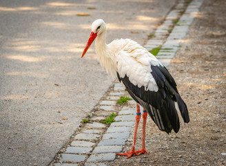 Walk of stork in city