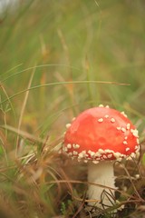 Amanita toxic mushr