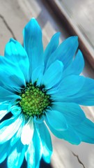 Flor azul © Alejandra
