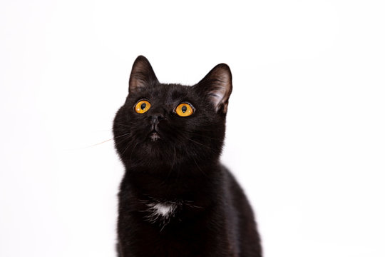 Adorable black cat isolated on white background