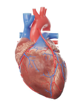 3d rendered medically accurate illustration of a heart with a bypass
