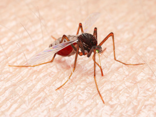 3d rendered illustration of a mosquito sucking blood