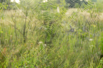 Summer landscape with field of grass and cobwebs in sun light at dawn