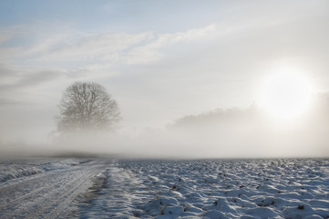 Cold mist over snowy road and tree