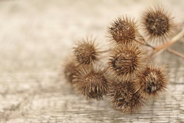 dry burdock seeds on the table