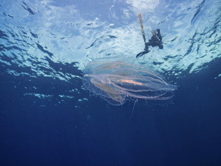 Obraz premium Rippenqualle, Warty comb jelly, (Mnemiopsis leidyi)