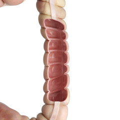 3d rendered medically accurate illustration of the interior colon.