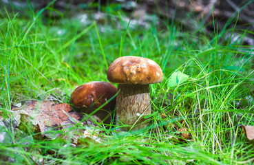 Edible mushrooms in a forest on green background. Boletus edulis. Autumn Cep Mushrooms.
