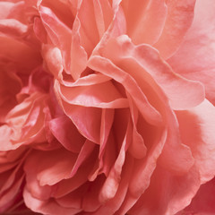 Abstract background from a rose flower close-up.