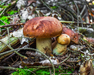 Two large boletus in the forest, edible mushroom porcini. Found mushrooms under a tree during...