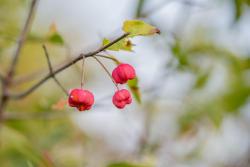 autumn colors