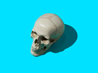 skull on color background. Human skull on blue background