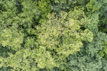 summer aerial view of green forest