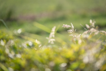 Bokeh on the meadow