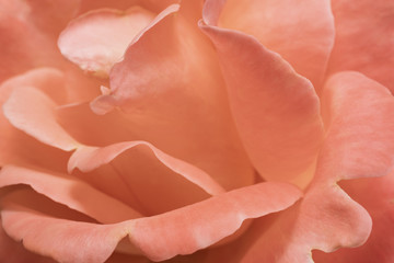 Abstract background from a rose flower close-up.