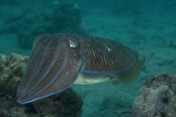 Pharaoh Cuttlefish, Sepia Pharaonis.