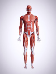 3d rendered medically accurate illustration of the male muscles