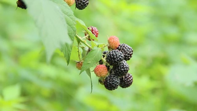 Berries of black raspberry hang on bush. Ripe Rubus occidentalis on branch. Closeup of ripe raspberry. Harvest of Rubus occidentalis