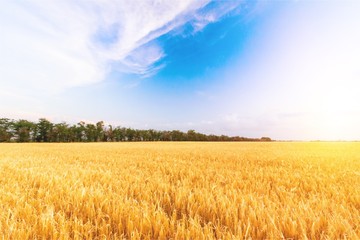 Sun Shining over Golden Barley / Wheat