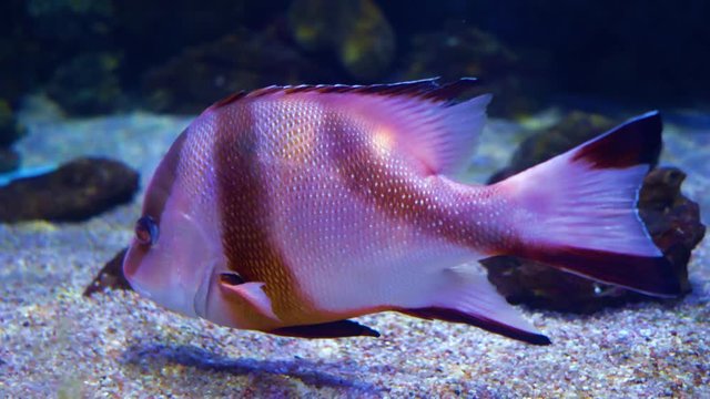 Lutjanus sebae, the emperor red snapper, is a species of snapper native to the Indian Ocean and the western Pacific Ocean.