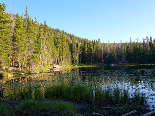 Lake of Lily Pads
