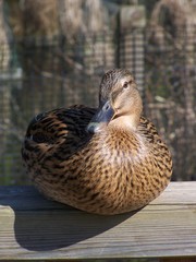 Sitting Brown Duck