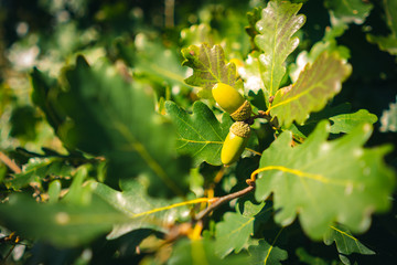 Green acorn nuts