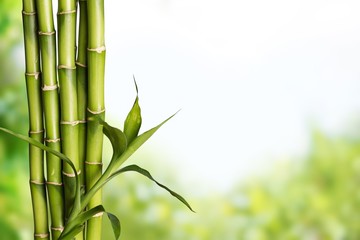 Fototapeta na wymiar Many bamboo stalks on natural background, decoration plant.