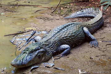 Cocodrilo Amazonas