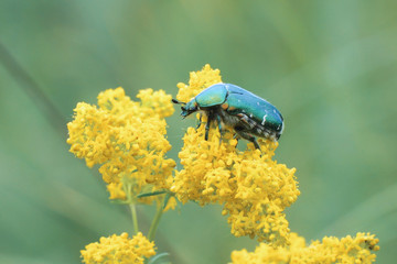 Large shiny green beetle Cetonia aurata