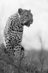 Foto auf Acrylglas Lone leopard sit down resting on anthill in nature during daytime © Alta Oosthuizen
