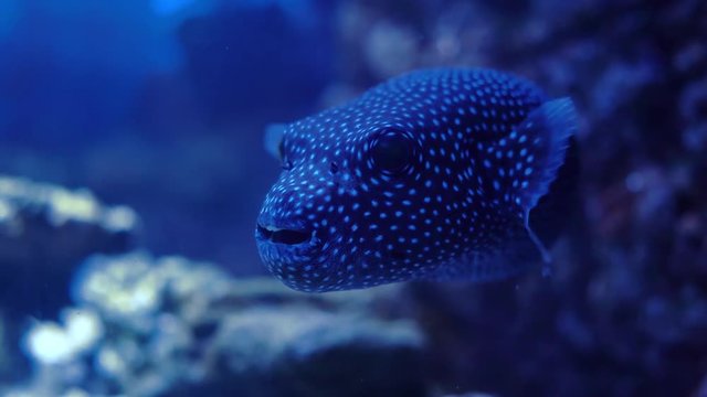 Arothron meleagris, commonly known as the guineafowl puffer or golden puffer,